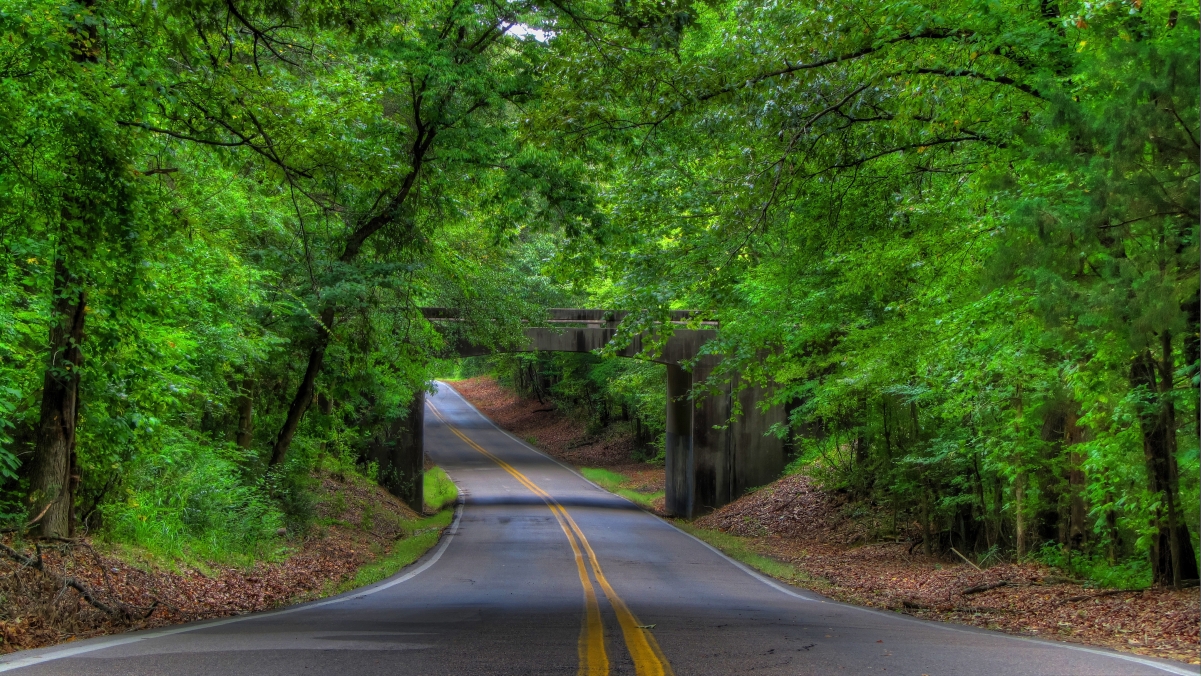 乡村道路 风景护眼图片 绿色树林