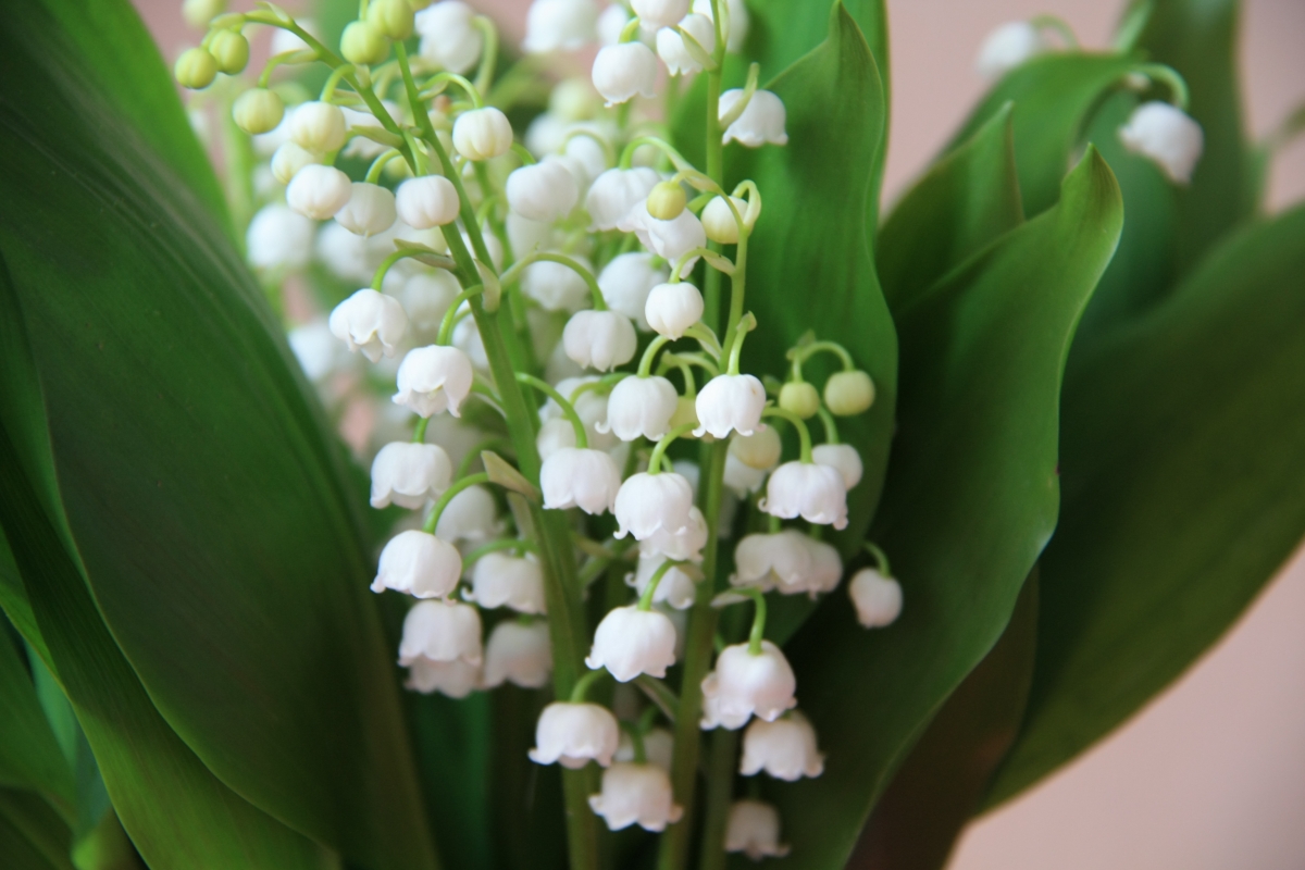 花束 图片 白色铃兰花
