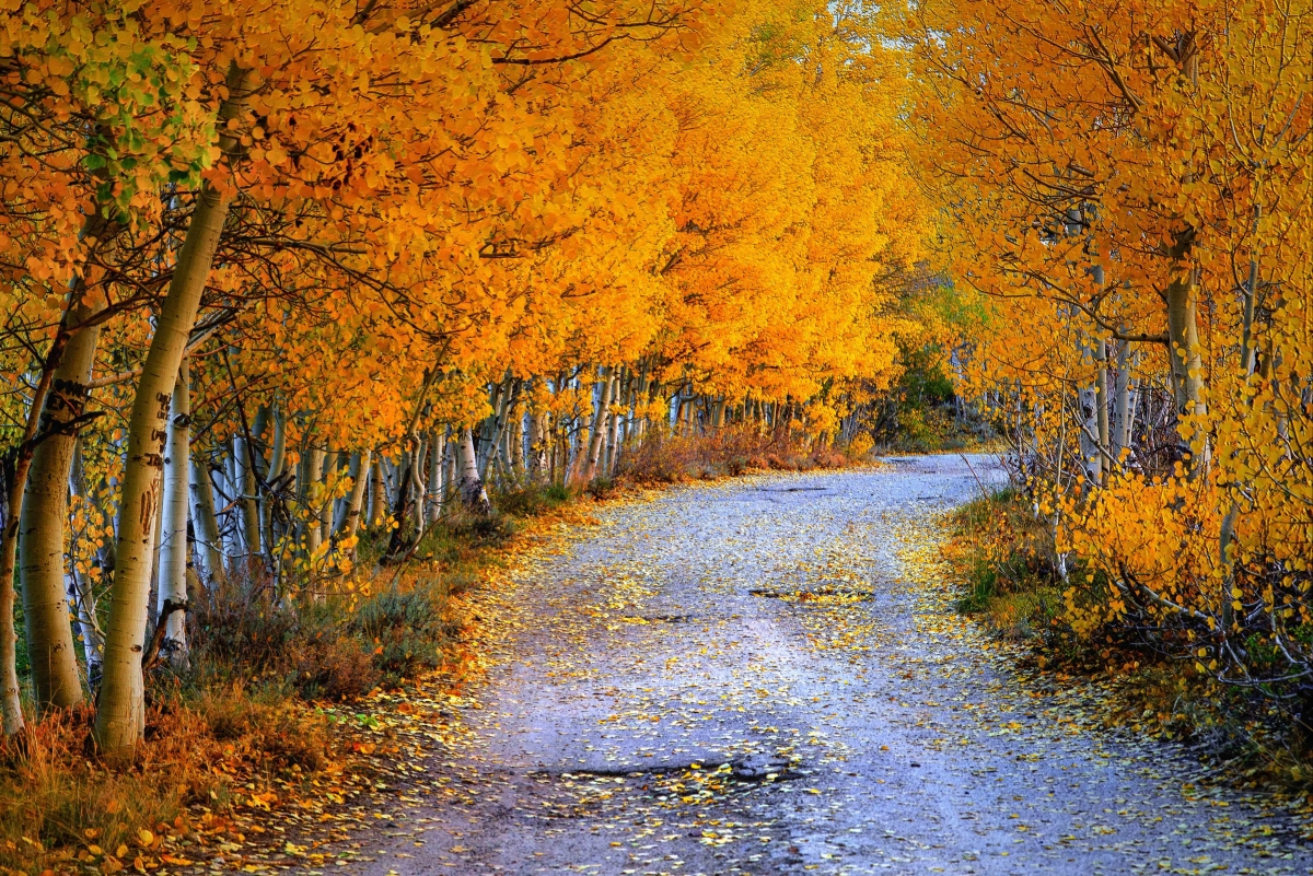 秋天 树叶 树木 高清风景图片 道路