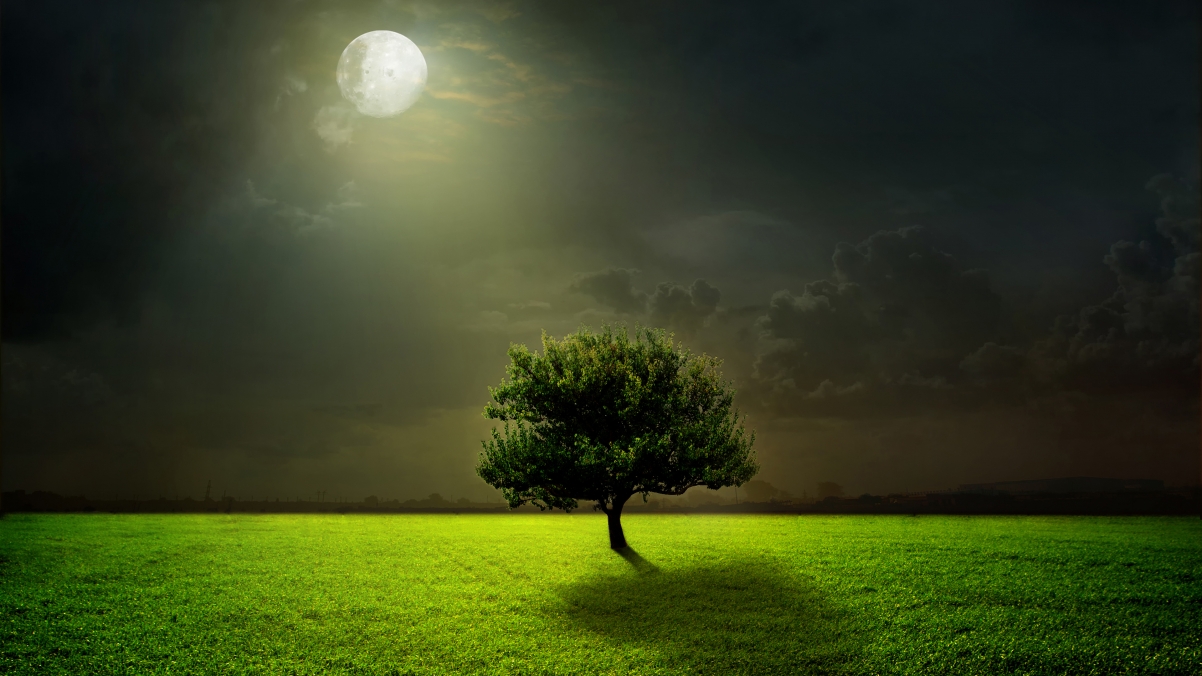 树 云 月亮 夜晚 月光 风景图片 绿色草地