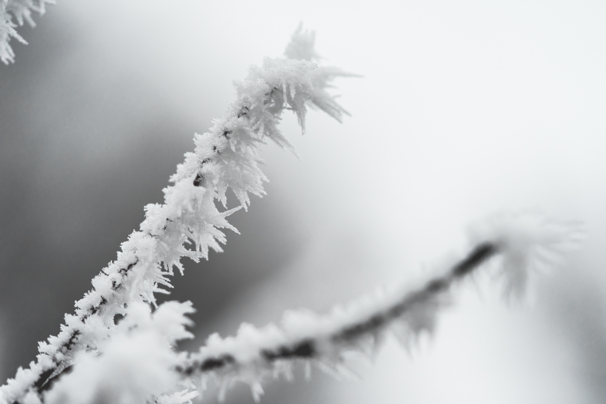 白霜 树枝 图片 冰