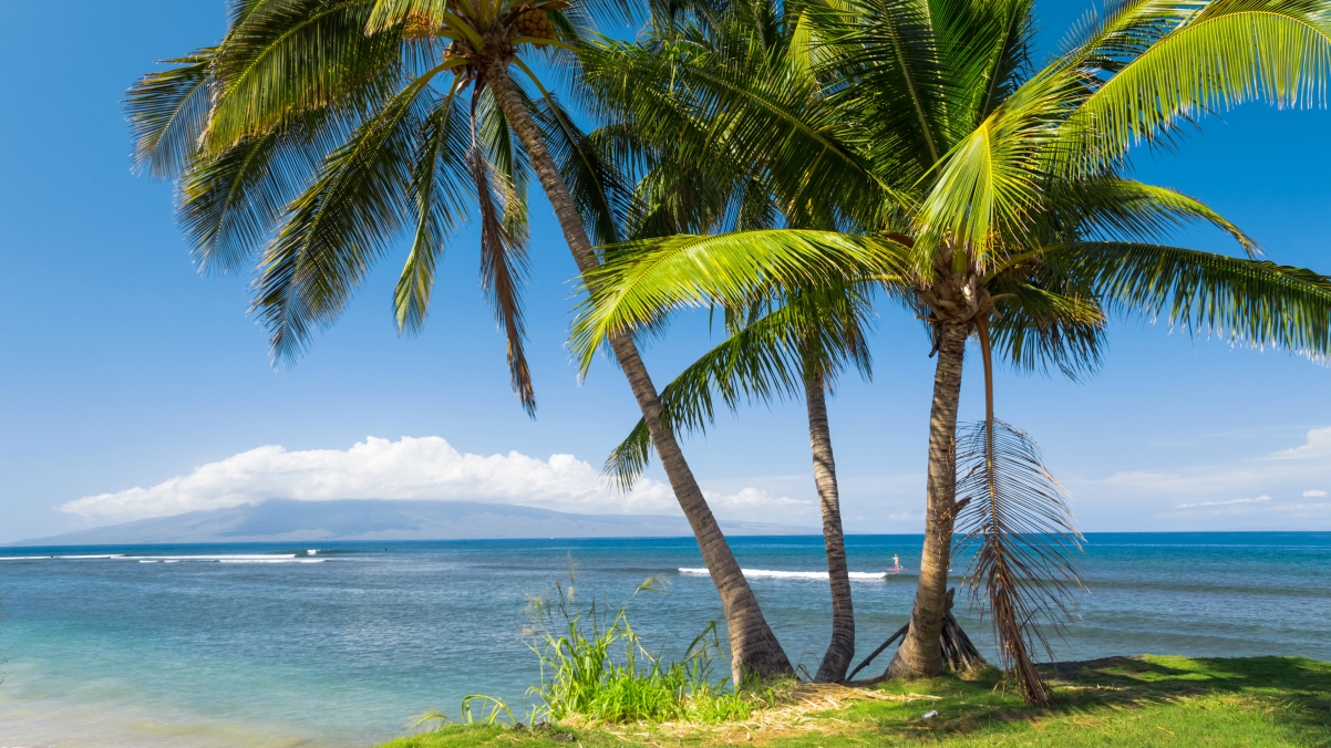 棕榈树 热带 阳光 海岸 美国夏威夷风景图片 海