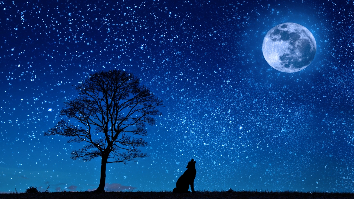 狼 月球 树 夜 繁星点点的天空 剪影 草地 风景图片 狗