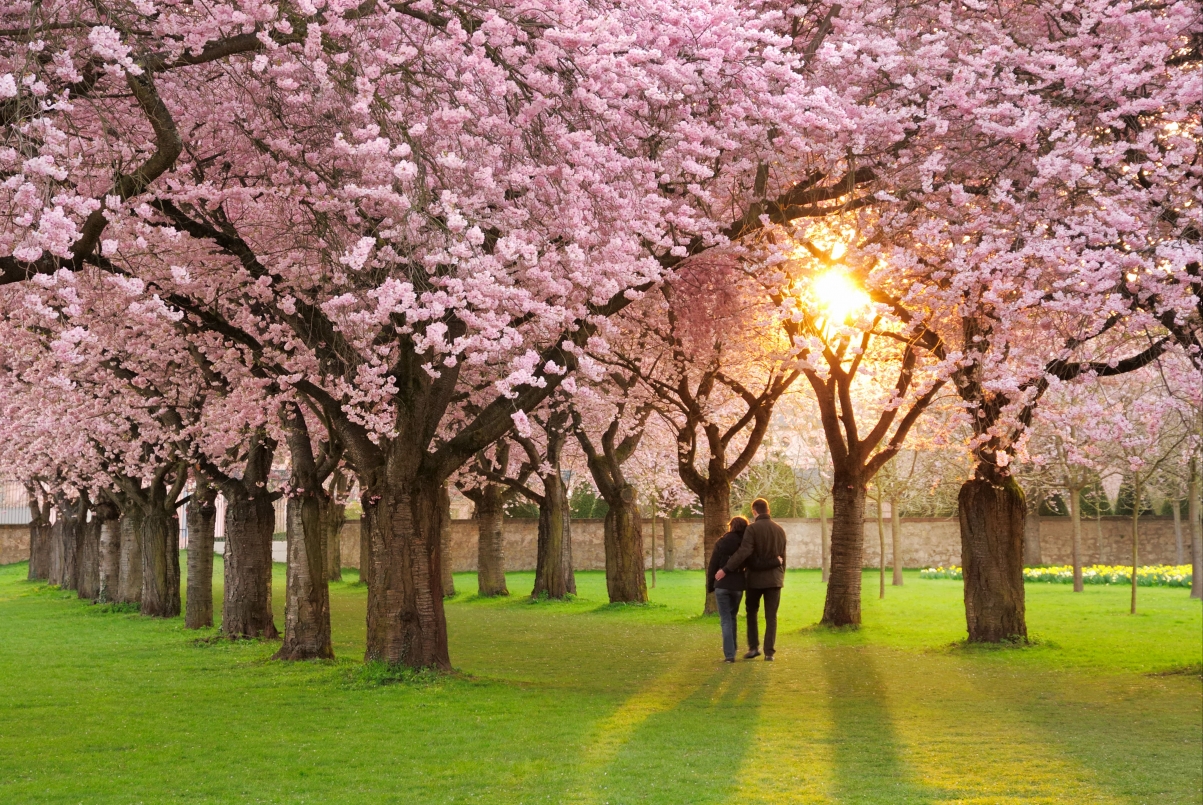 公园 花瓣 樱花 夫妇 6k图片图片 春天