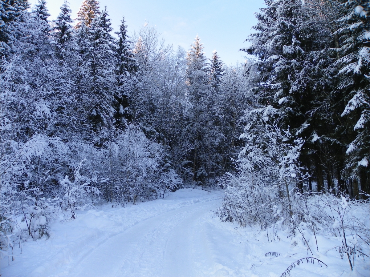 冬季道路转弯风景图片图片