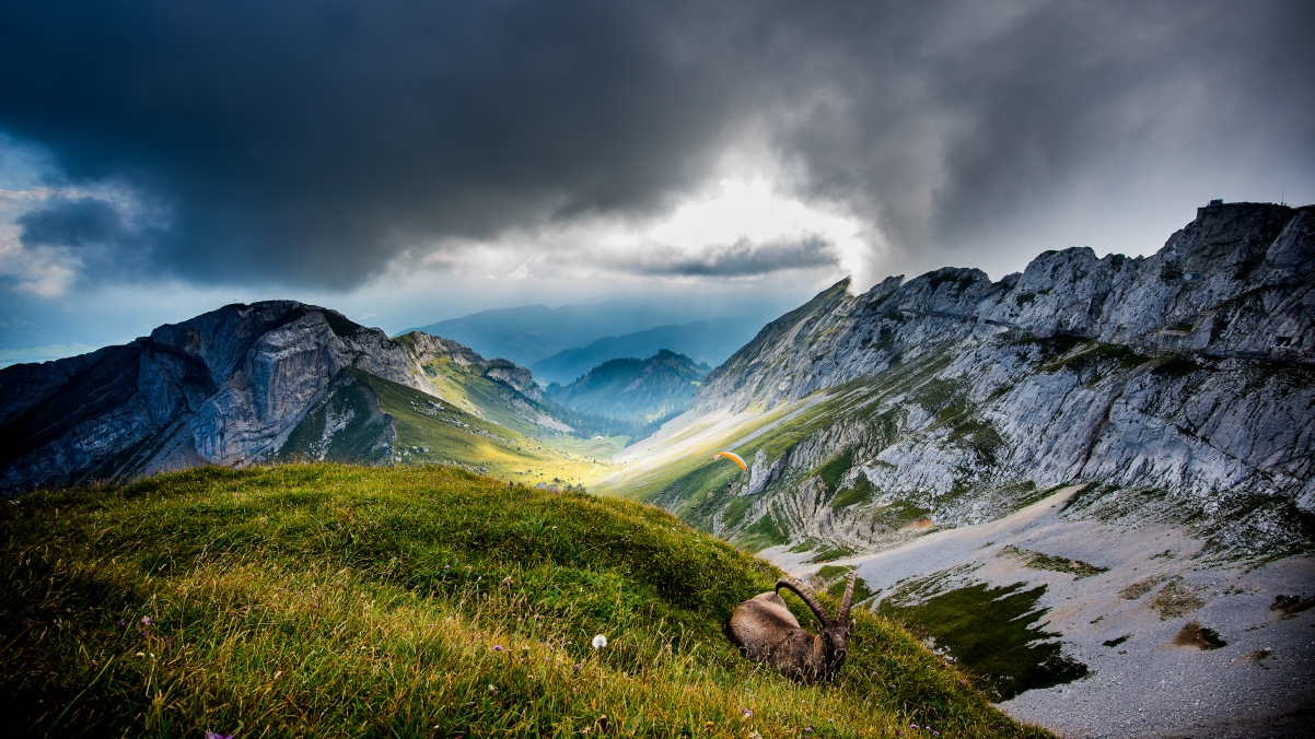 山羊 风景图片 3840x2160 瑞士皮拉图斯山