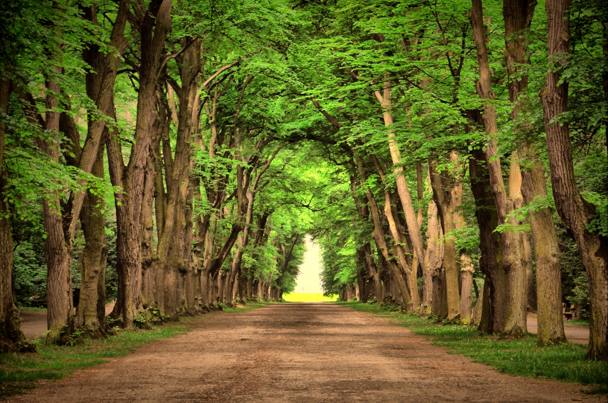 绿色 环保公路 道路 树木 风景 图片 自然