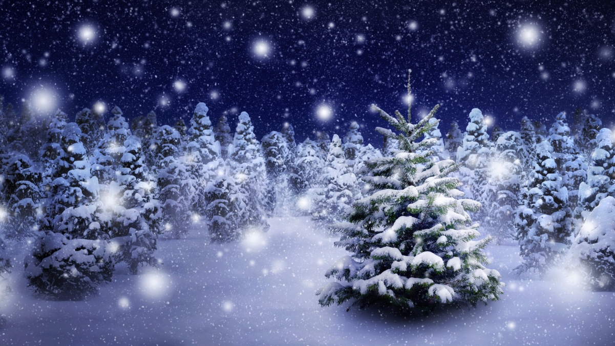 树 飘雪 高清风景图片 冬季