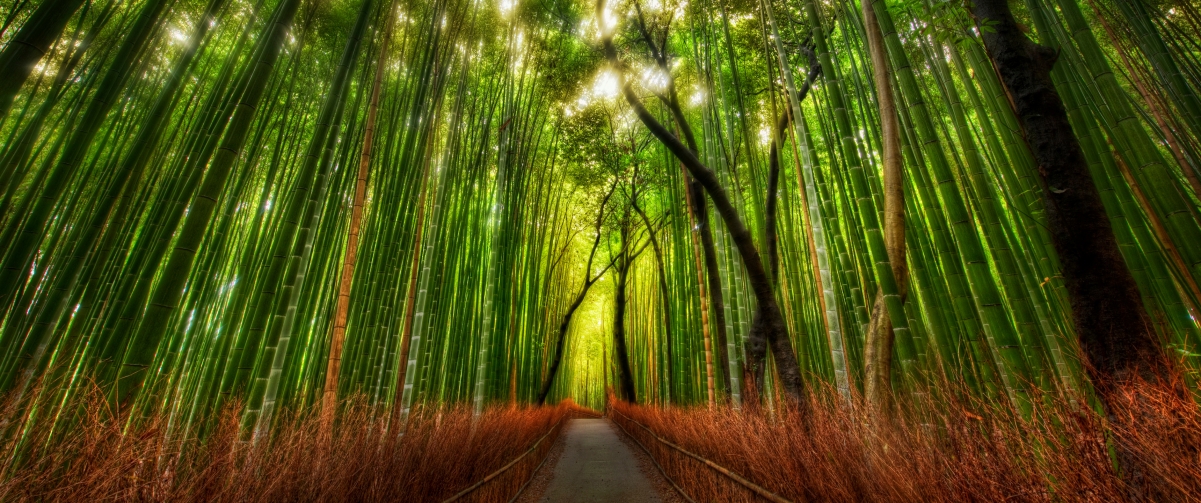 日本京都竹林3440x1440风景图片