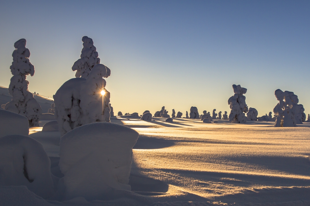 拉普兰,冬天,雪,芬兰,雪景,树木,太阳,风景图片