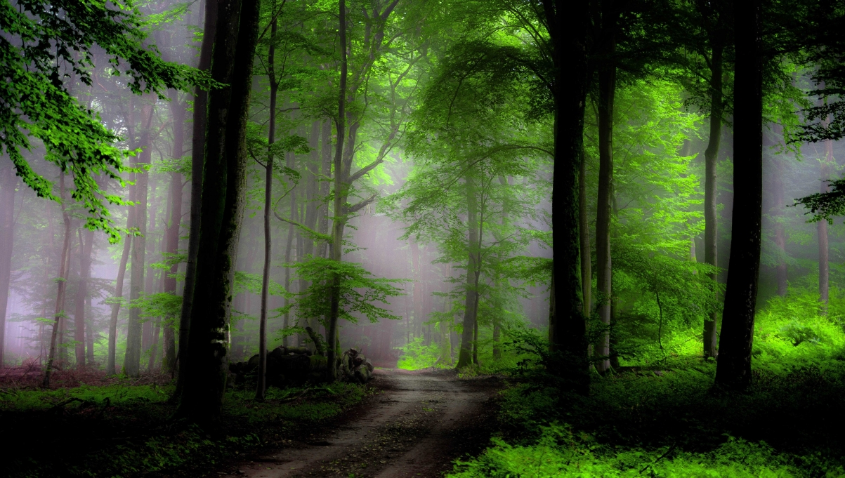 森林,树木,雾,路,自然绿色风景高清6K图片