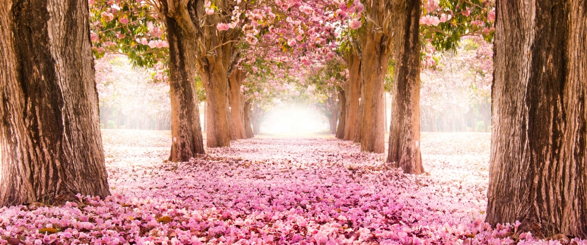 粉红色的樱花小道3440x1440风景图片