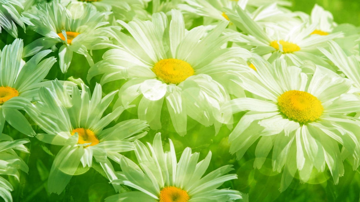 美丽,春天,草,叶子,鲜花,绿色雏菊3840x2160高清图片