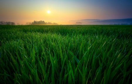 雾太阳上午黎明绿色植物6K风景图片日出